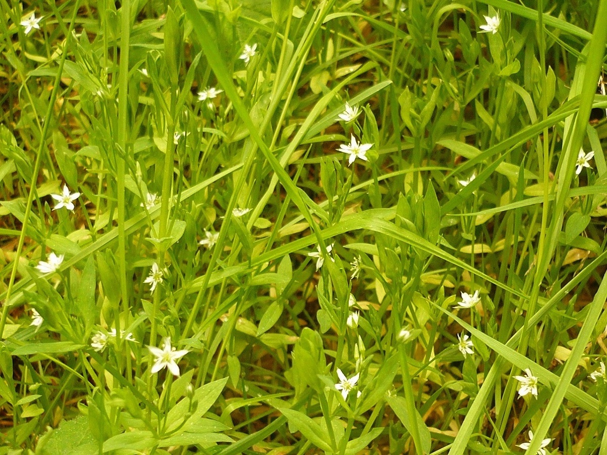 Stellaria alsine (Caryophyllaceae)